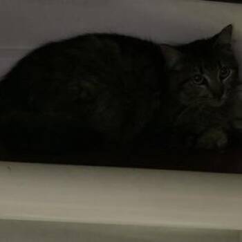 Acorn* -  Domestic Medium Hair Cat for Adoption in San Gabriel, California - Acorn* | PetCurious