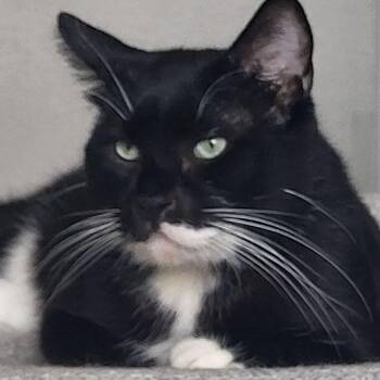 Zeppelin -  Domestic Short Hair Cat for Adoption in San Diego, California - Zeppelin | PetCurious