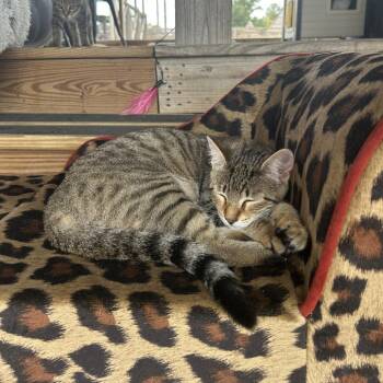 Domestic Short Hair Cats Available for Adoption in Freeport, Florida - Ocean | PetCurious