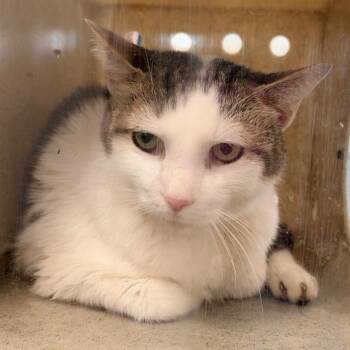 Kanine -  Domestic Short Hair Cat for Adoption in Philadelphia, Pennsylvania - Kanine | PetCurious
