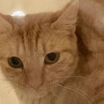 Johanna Winchester -  Domestic Short Hair Cat for Adoption in Asheville, North Carolina - Johanna Winchester | PetCurious