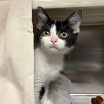 Rescue Domestic Short Hair Cats for Adoption in Hendersonville, North Carolina - Ray | PetCurious