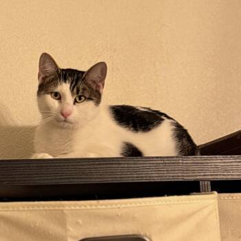 Domestic Short Hair Cats Available for Adoption - Dave Donut | PetCurious