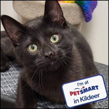 Bertolli -  Domestic Short Hair Cat for Adoption in Grayslake, Illinois - Bertolli | PetCurious