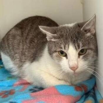 Domestic Short Hair Cats Available for Adoption in Fort Worth, Texas - Maple | PetCurious