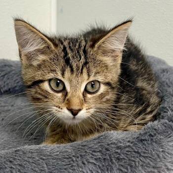 Bloom -  Domestic Short Hair Cat for Adoption in Riverwoods, Illinois - Bloom | PetCurious