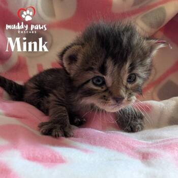 Rescue Domestic Short Hair Cats for Adoption in Council Bluffs, Iowa - Mustelids Litter: Mink | PetCurious