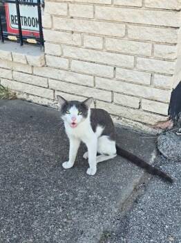 Rescue Domestic Short Hair Cats for Adoption in Dallas, Texas - LANCE | PetCurious