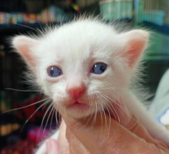 Tootsie -  Siamese Cat Available for Adoption in Bulverde, Texas - Tootsie | PetCurious
