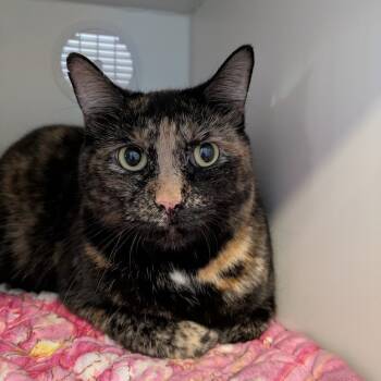 Rescue Domestic Short Hair Cats for Adoption in South Burlington, Vermont - Sissy | PetCurious