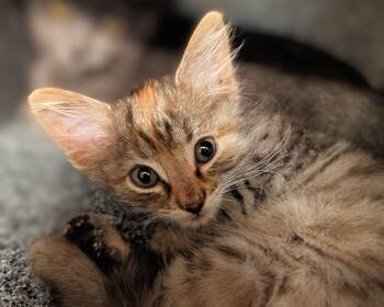 Rescue Domestic Short Hair Cats for Adoption in Mont Belvieu, Texas - Mavis | PetCurious