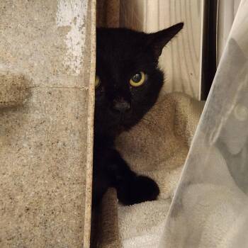 Domestic Short Hair Cats Available for Adoption in Asheville, North Carolina - Benny | PetCurious