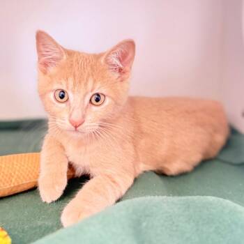 Wilson -  Domestic Short Hair Cat for Adoption in Ojai, California - Wilson | PetCurious