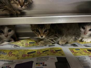 Cricket -  Tabby Cat for Adoption in Nacogdoches, Texas - Cricket | PetCurious