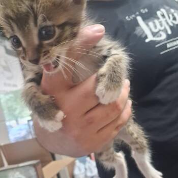 Cobweb -  Domestic Short Hair Cat for Adoption in Lufkin, Texas - Cobweb | PetCurious