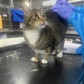 Rescue Domestic Short Hair Cats for Adoption in Salt Lake City, Utah - Moonpie | PetCurious