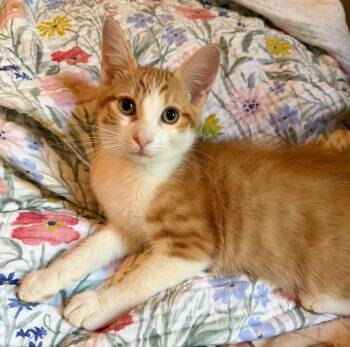 Colby & Brie -  Domestic Short Hair Cat for Adoption in Brantford, Ontario - Colby & Brie | PetCurious