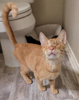 Spaghettios -  Oriental Short Hair Cat for Adoption in San Antonio, Texas - Spaghettios | PetCurious