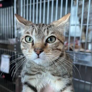 Sam -  Domestic Short Hair Cat for Adoption in Matteson, Illinois - Sam | PetCurious