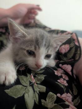 Camembert -  Domestic Short Hair Cat for Adoption in Ben Avon, Pennsylvania - Camembert | PetCurious