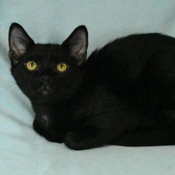 Ridge -  Domestic Short Hair Cat for Adoption in Hattiesburg, Mississippi - Ridge | PetCurious
