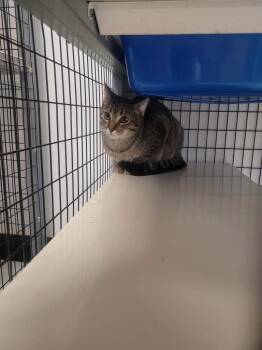 Thread -  Domestic Short Hair Cat for Adoption in Republic, Missouri - Thread | PetCurious