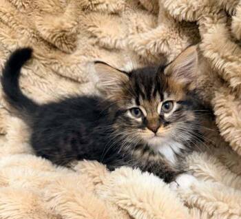 Thor -  Domestic Short Hair Cat for Adoption in Salt Lake City, Utah - Thor | PetCurious