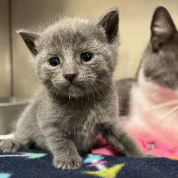 Sweatpants -  Domestic Short Hair Cat for Adoption in Morgan Hill, California - Sweatpants | PetCurious
