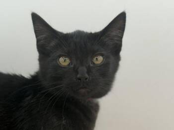 Adeline -  Domestic Short Hair Cat for Adoption in Portland, Oregon - Adeline | PetCurious