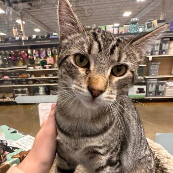 Dewey -  Domestic Short Hair Cat for Adoption in Maple Shade, New Jersey - Dewey | PetCurious