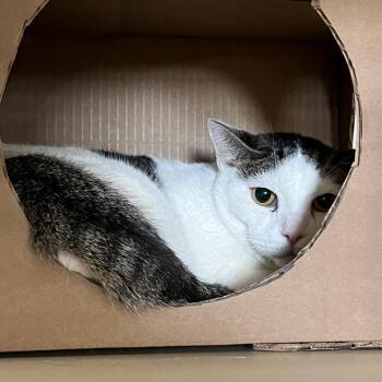 Chicken Nugget -  Domestic Short Hair Cat for Adoption in Idaho Falls, Idaho - Chicken Nugget | PetCurious