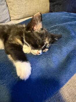 Leslie Knope -  Domestic Short Hair Cat for Adoption - Leslie Knope | PetCurious