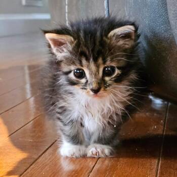 Domestic Short Hair Cats Available for Adoption in Decherd, Tennessee - Dinah Shore | PetCurious