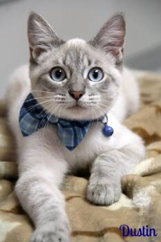 Dustin -  Siamese Cat for Adoption in Vinton, Iowa - Dustin | PetCurious