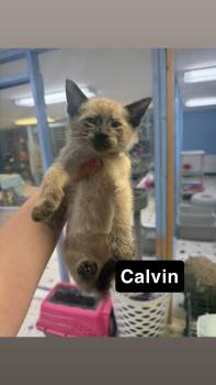 Calvin -  Siamese Cat for Adoption - Calvin | PetCurious