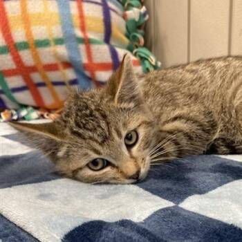 Rescue Domestic Short Hair Cats for Adoption in Hawthorne, California - Charm | PetCurious