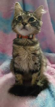 Domestic Medium Hair Cats Available for Adoption in Mount Pleasant, Texas - Hermes  | PetCurious