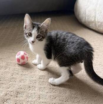 Lainey -  Domestic Short Hair Cat for Adoption in Liverpool, Texas - Lainey | PetCurious