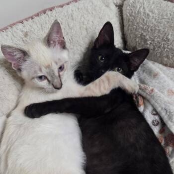 Lilo Ramishvili -  Siamese Cat for Adoption in Merrifield, Virginia - Lilo Ramishvili | PetCurious