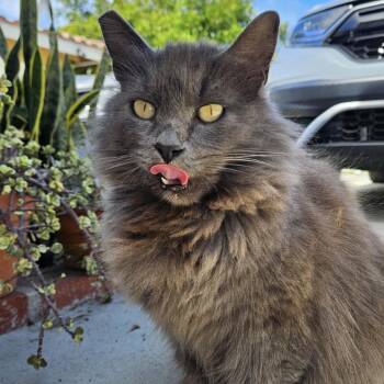 Domestic Long Hair Cats Available for Adoption in Long Beach, California - Fluffy | PetCurious