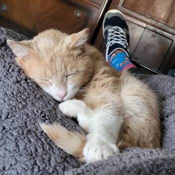 Jude aka "Professor Fluffypants" -  Domestic Short Hair Cat Available for Adoption in New Berlin, Wisconsin - Jude Aka "Professor Fluffypants" | PetCurious