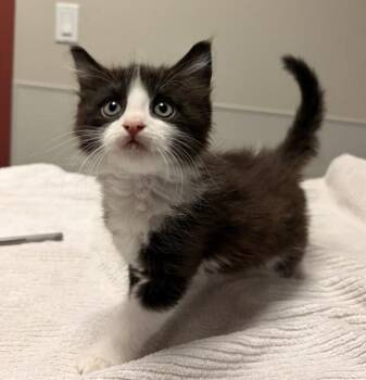 Jade -  Domestic Medium Hair Cat for Adoption in Oakland, California - Jade | PetCurious