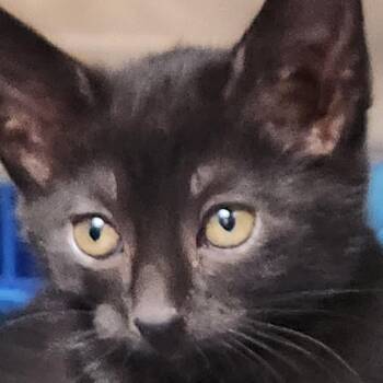 Domestic Medium Hair Cats Available for Adoption in Corsicana, Texas - Nutmeg K45741 | PetCurious