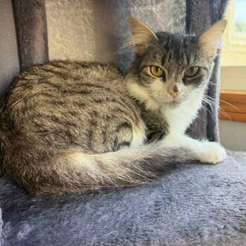 Domestic Medium Hair Cats Available for Adoption in Des Moines, Iowa - Shiloh | PetCurious