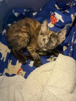 Patches -  Domestic Short Hair Cat for Adoption in Lafayette, Indiana - Patches | PetCurious