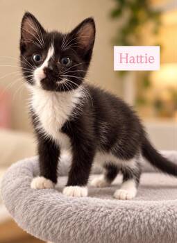 Hattie -  Domestic Short Hair Cat for Adoption in Ephrata, Washington - Hattie | PetCurious