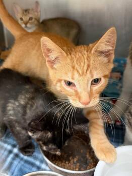 Cub -  Domestic Short Hair Cat for Adoption in Cincinnati, Ohio - Cub | PetCurious