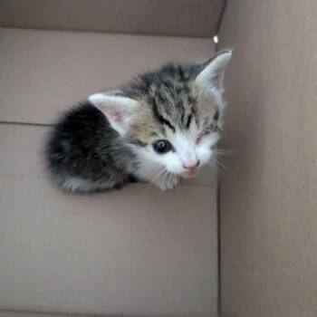 Domestic Short Hair Cats Available for Adoption in Lynchburg, Virginia - Chips | PetCurious