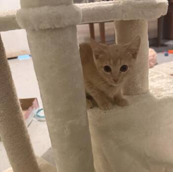 Chase -  Domestic Medium Hair Cat for Adoption in Emporia, Kansas - Chase | PetCurious