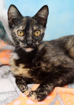 Domestic Short Hair Cats Available for Adoption in Tierra Verde, Florida - Gertie | PetCurious